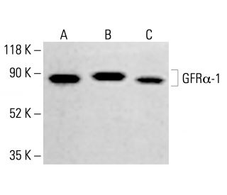 GFR&alpha;-1 Antibody (E-11) - Western Blotting - Image 414038 