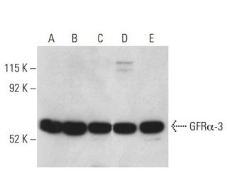 GFRα-3 Antibody (C-3) - Western Blotting - Image 398477