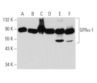 western blotting image from recommended GFR&alpha;-1 (E-11) monoclonal antibody replacement. Image 356929