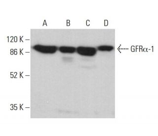 GFRα-1抗体(E-11) | SCBT - Santa Cruz Biotechnology