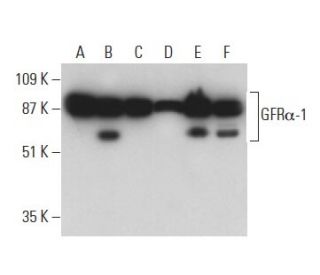 GFRα-1抗体(E-11) | SCBT - Santa Cruz Biotechnology