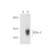 GFRα-3 Antibody (J135) - Western Blotting - Image 57067