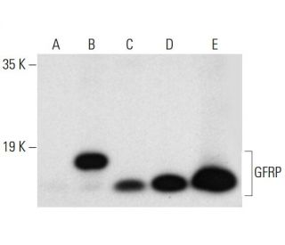 GFRP Antibody (A-8) - Western Blotting - Image 317934 