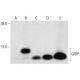 GFRP Antibody (A-8) - Western Blotting - Image 317934 
