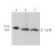 GFRP Antibody (A-8) - Western Blotting - Image 366524