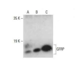 GFRP Antibody (D-11) - Western Blotting - Image 317935 