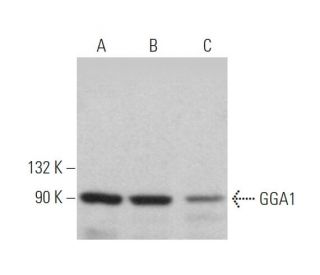 GGA1 Antibody (D-6) - Western Blotting - Image 365189 