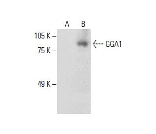 GGA1 Antibody (D-8) - Western Blotting - Image 288263
