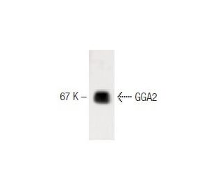 GGA2 Antibody (27) - Western Blotting - Image 60316 
