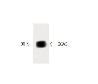 GGA3 Antibody (8) - Western Blotting - Image 60317 