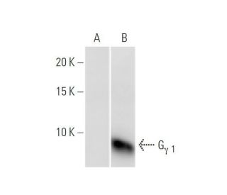 western blotting image from recommended G&gamma; 1 (1F8) monoclonal antibody replacement. Image 352116