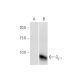 western blotting image from recommended Gγ 1 (1F8) monoclonal antibody replacement. Image 352116