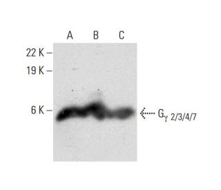 western blotting image from recommended G&gamma; 2/3/4/7 (C-5) monoclonal antibody replacement. Image 299302