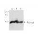 western blotting image from recommended Gγ 2/3/4/7 (C-5) monoclonal antibody replacement. Image 299302