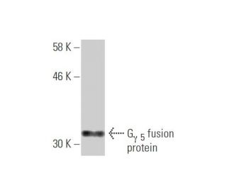 G<sub>&gamma;</sub><sub> 5</sub> Antibody (3B8) - Western Blotting - Image 348492