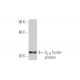 Gγ 5 Antibody (3B8) - Western Blotting - Image 348492