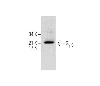 G<sub>&gamma; 9</sub> Antibody (H-11) - Western Blotting - Image 288056