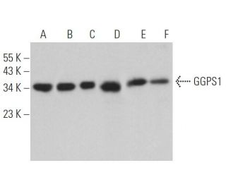 GGPS1 Antibody (E-1) - Western Blotting - Image 365507 