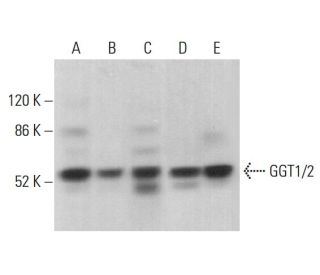 GGT1/2 Antibody (A-4) - Western Blotting - Image 381474 