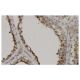 GGT1 Antibody (3E6) - Immunohistochemistry - Image 36141