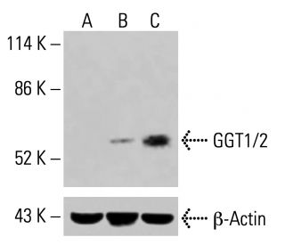 GGT1/2 Antibody (A-4) - Western Blotting - Image 415299