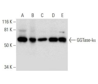 GGTase-I&alpha; Antibody (B-9) - Western Blotting - Image 296269 