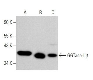 GGTase-II&beta; Antibody (B-12) - Western Blotting - Image 366334 