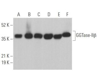 GGTase-II&beta; Antibody (B-8) - Western Blotting - Image 361956 