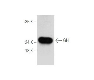 GH Antibody (B-10) - Western Blotting - Image 333726