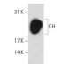 GH Antibody (C-3) - Western Blotting - Image 84082