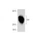 GH Antibody (GhB9) - Western Blotting - Image 137871