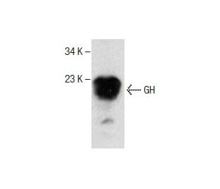 western blotting image from recommended GH (E-7) monoclonal antibody replacement. Image 286753