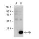 GH Antibody (NYRhGH) - Western Blotting - Image 39035