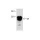western blotting image from recommended GH (E-7) monoclonal antibody replacement. Image 286753