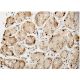 ghrelin Antibody (2F4) - Immunohistochemistry - Image 351777 
