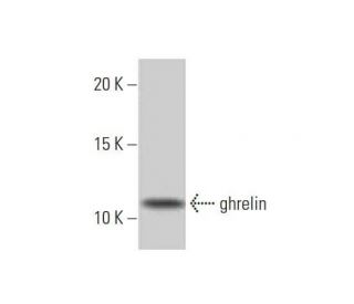 ghrelin Antibody (2F4) - Western Blotting - Image 352193 