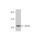 western blotting image from recommended ghrelin (2F4) monoclonal antibody replacement. Image 352193