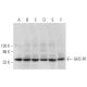 이 다클론 항체는 생산이 중단되었습니다. 권장 <a href="ghs-r1-antibody-e-7">GHS-R1 (E-7)</a> 단클론 항체(샘플 데이터 표시)를 참조하세요. western blotting image from recommended GHS-R1 (E-7) monoclonal antibody replacement. Image 372846