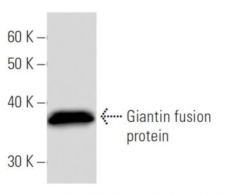 Giantin Antibody (2388C3a) - Western Blotting - Image 16901