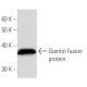 Giantin Antibody (2388C3a) - Western Blotting - Image 16901