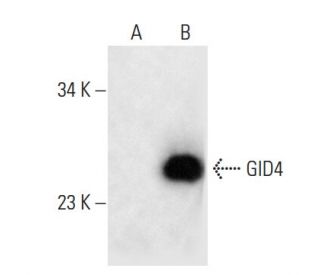 GID4 Antibody (G-10) - Western Blotting - Image 289857 