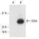 GID4 Antibody (G-10) - Western Blotting - Image 401892