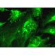 GID4 Antibody (G-12) - Immunofluorescence - Image 370962 