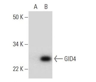 GID4 Antibody (G-12) - Western Blotting - Image 292033 