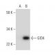 GID4 Antibody (G-12) - Western Blotting - Image 292033 