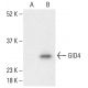 GID4 Antibody (G-12) - Western Blotting - Image 401889