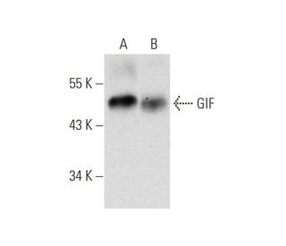 GIF Antibody (B-2) - Western Blotting - Image 323777