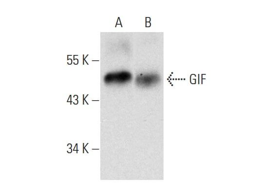 GIF Antibody (B-2) | SCBT - Santa Cruz Biotechnology