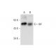 GIF Antibody (B-2) - Western Blotting - Image 323777