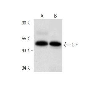 GIF Antibody (D-6) - Western Blotting - Image 323783